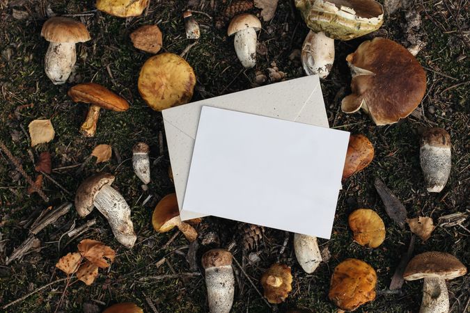 Paper card on various fresh wild mushrooms on forest ground, edible larch bolete, ceps, porcini mushrooms with pine cones