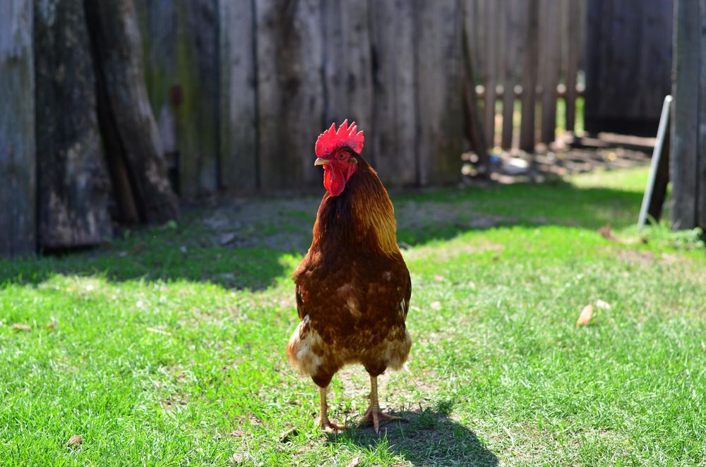 Rooster on the grass