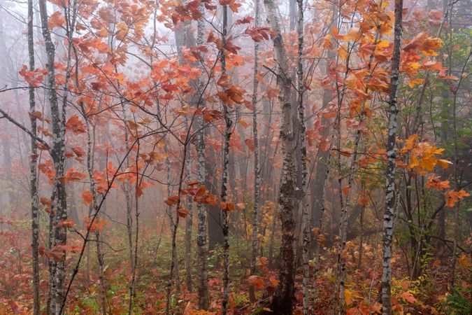 Thin trees with orange leaves
