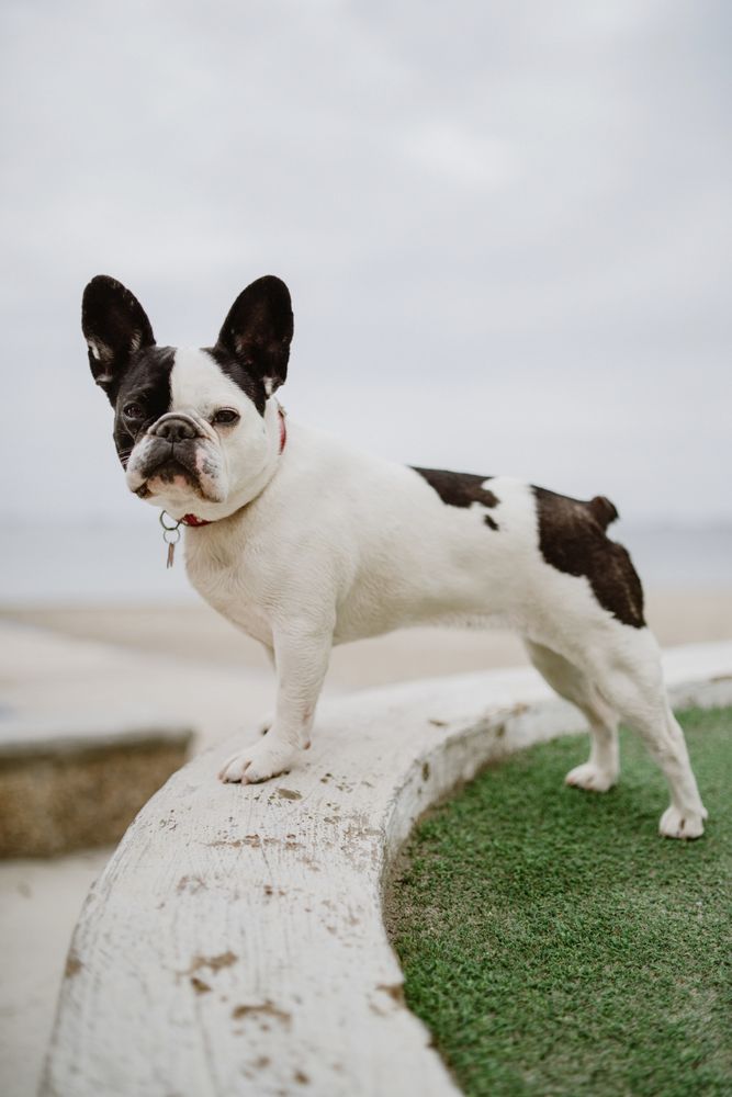 Small dog standing on rocks near sea