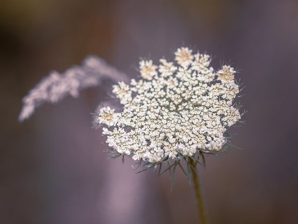 Looking down at dainty Queen Anne’s lace flowers