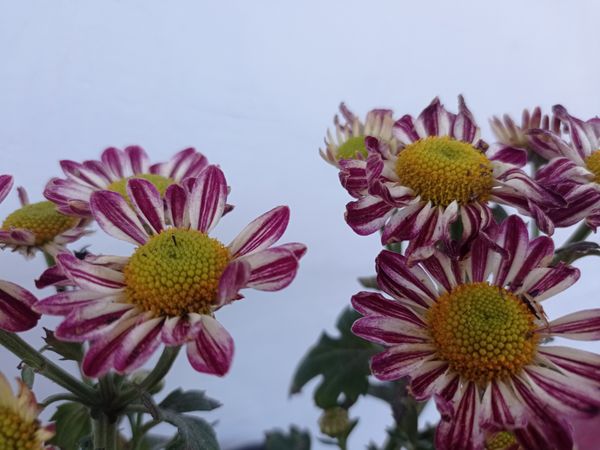 daisy flowers