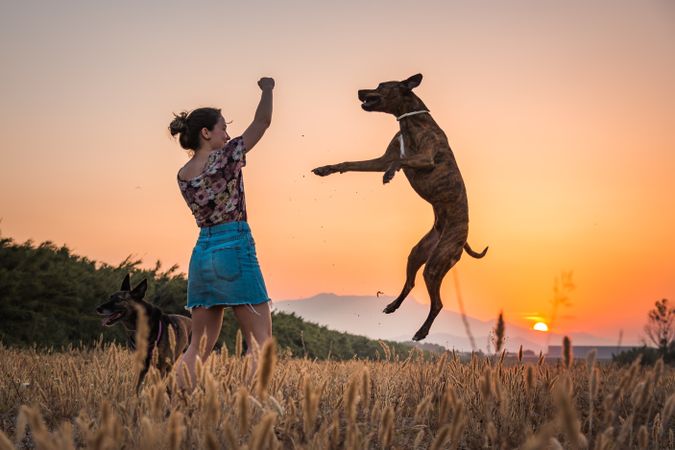 Female playing with dog at hilly area in evening