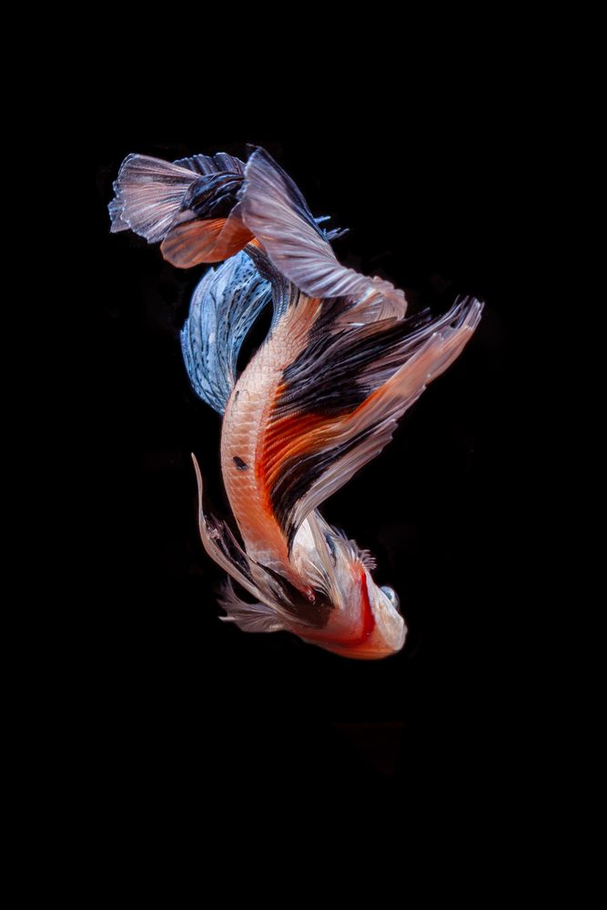 Colorful Betta Fish