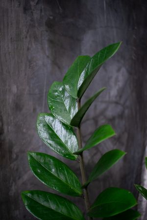 Houseplant in front of house with other plant as background