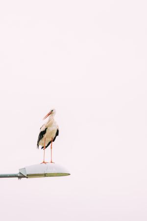 Stork on streetlight in city