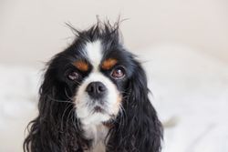 Cavalier Spaniel with cute unkempt hair