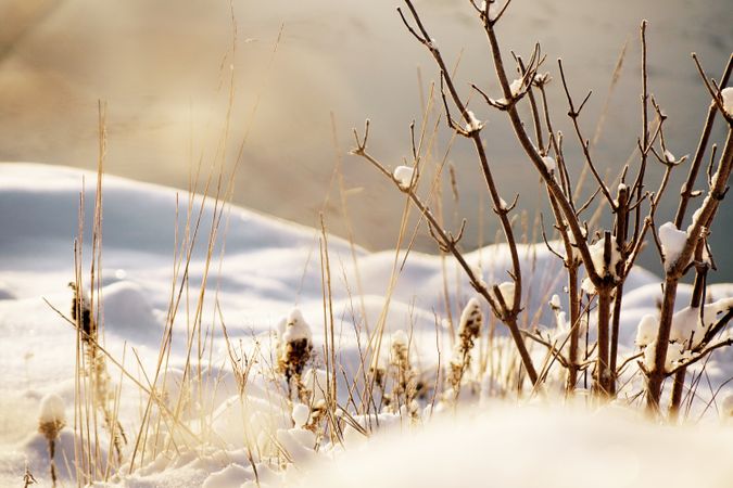 Frosted tree branch on winter day
