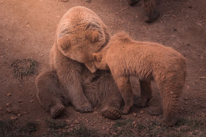 Mother bear playing with bear cubs