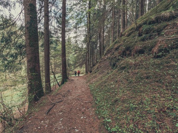 Tourists walking on path among beautiful forest