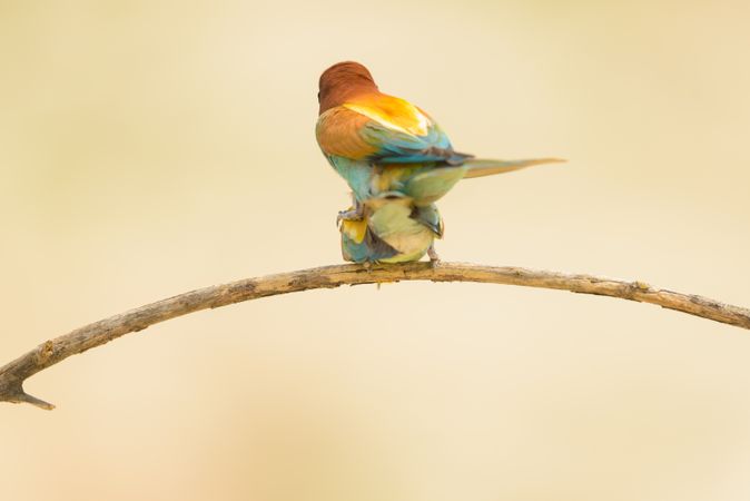 Birds standing on tree branch