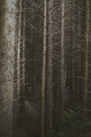 High tall trees in forest park