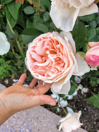 Oyster pink rose with child’s hand