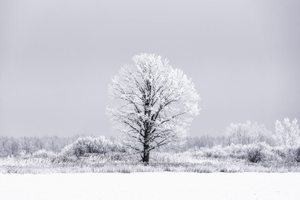 Fresh frost on a tree in a field
