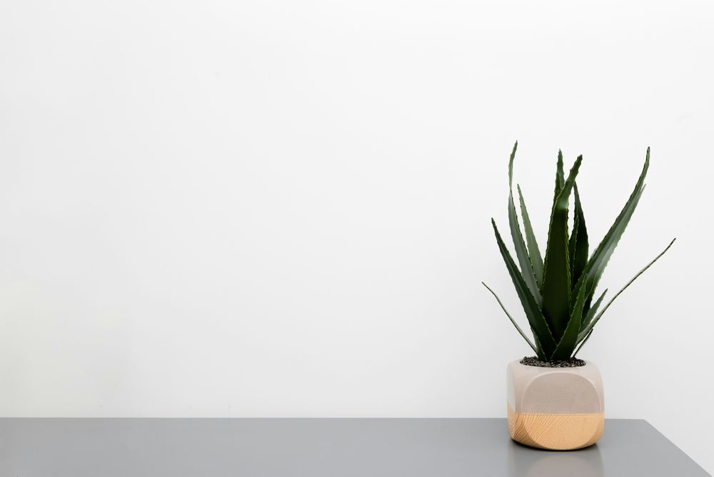 Single Potted Plant on Minimalist Grey Shelf