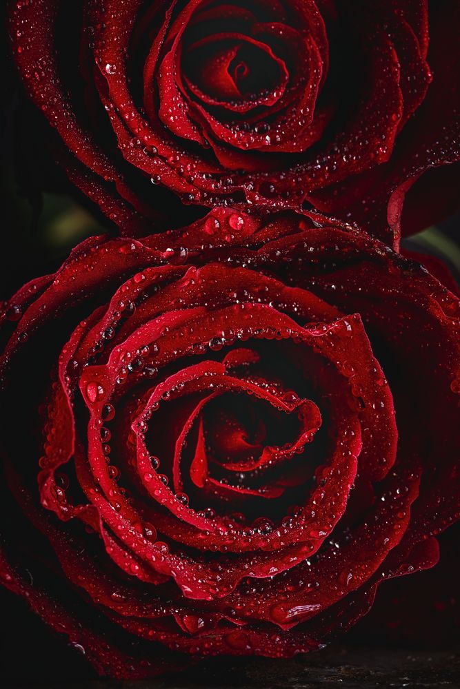 Red roses with dark background