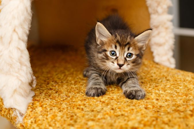 Tiny grey tabby cat in cat house stretching on orange carpeting