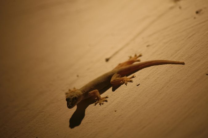 Lizard climbing on beige wall