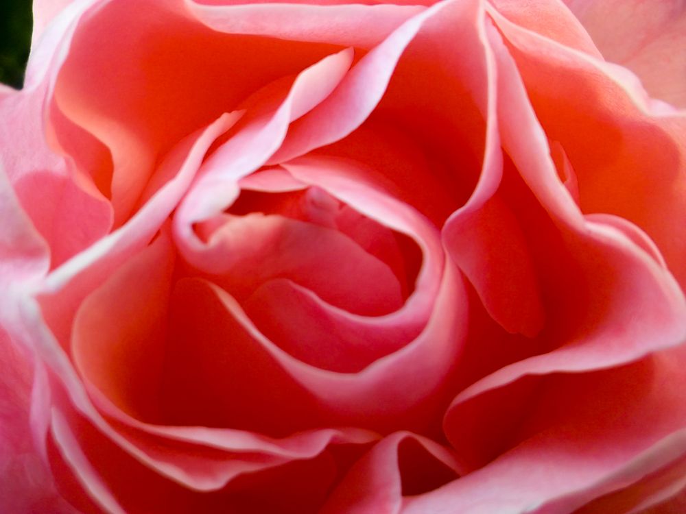 Close up of pink flowers