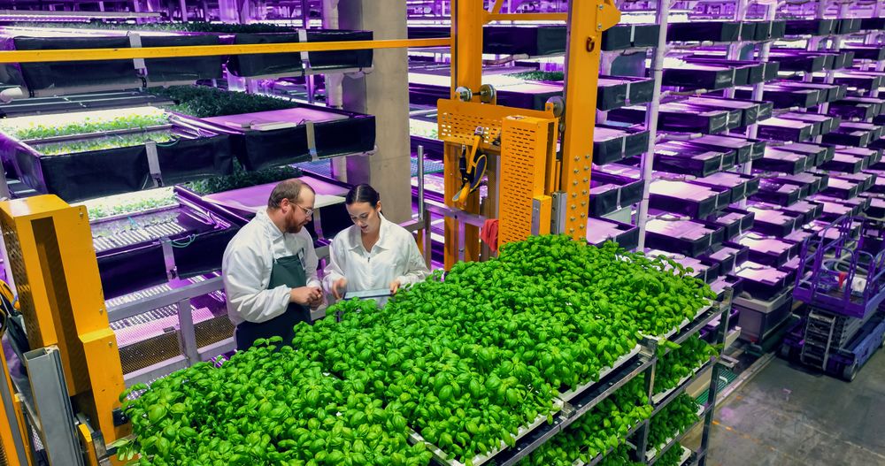 Vertical Plant Farm Specialists Talking on a Cargo Elevator with Fresh Basil Crops. Female and Male Farmers Working Indoors. Aerial Portrait with Hydroponics Farm in the Background