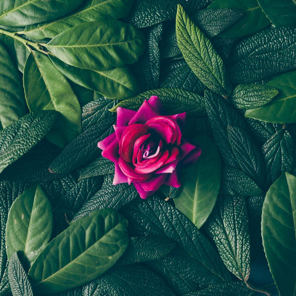 Creative layout made of green leaves and purple flower