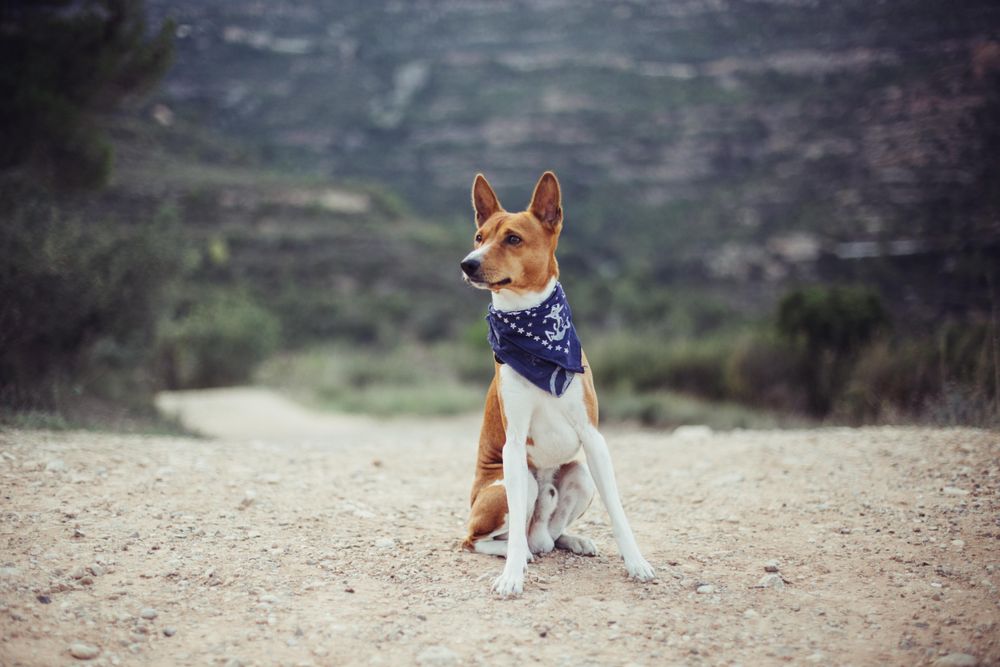 Cute dog outside with bandana