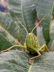 Macro shot of a green grasshopper perching among the frangipani leaves