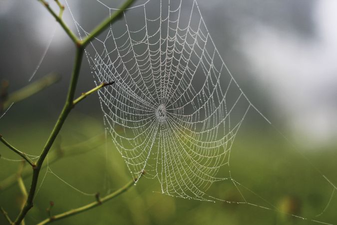 Spider web on tree in dewy field