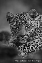 Grayscale photo of leopard 4dk1l5
