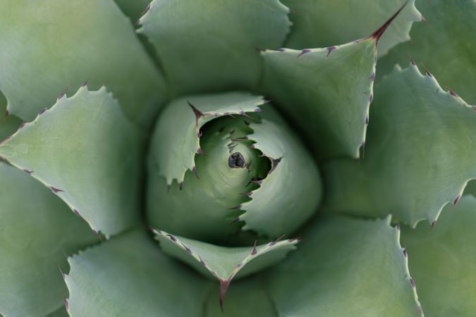 Spiky succulent plant leaves