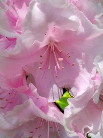 Pink rhododendron, close up