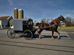 Amish horse and buggy z0gnWb