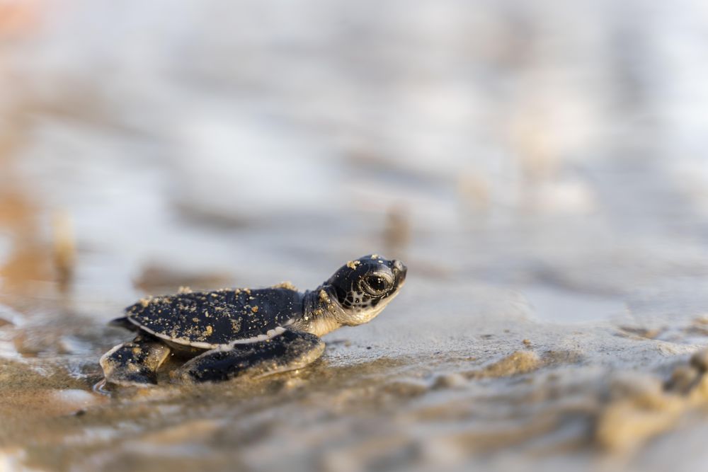 Offspring turtle on sand
