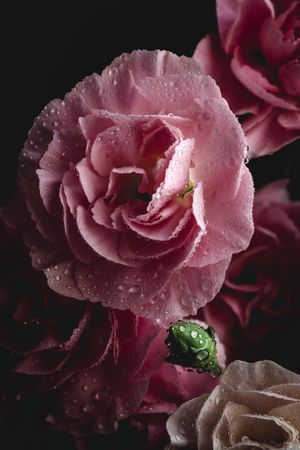 bouquet of pink carnations flowers