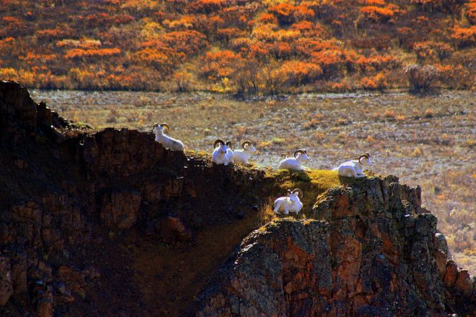 Sheep in Denali National Park and Preserve, Alaska
