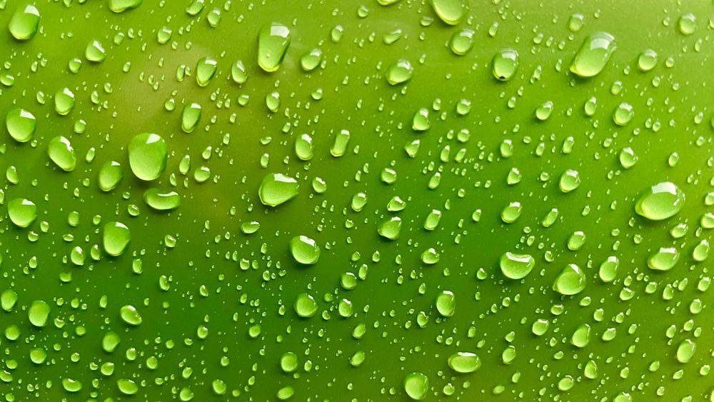 glistening water droplets clinging to a vibrant green surface