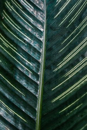 Striped line pattern of Goeppertia louisae leaf background pattern