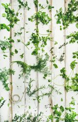 Green herbs laid out on light wood countertop