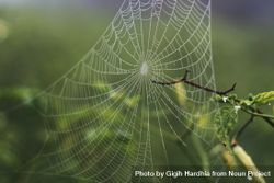 Spider web on branch in dewy field 4B9Me5