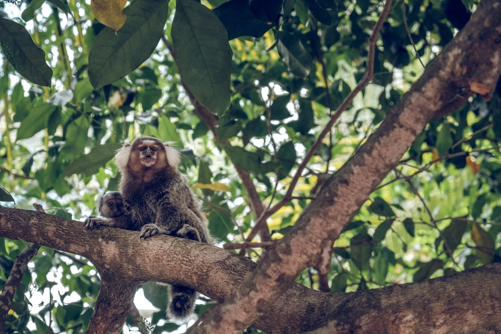 Adorable monkeys on tree branch