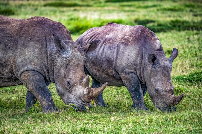 Two Rhinoceros in Kenya