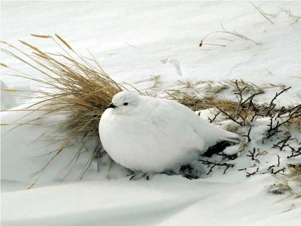A winter ptarmigan in the snow