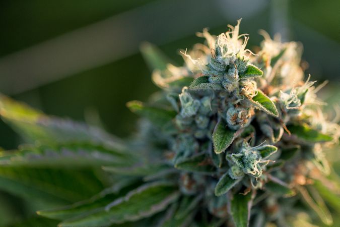 Close up of marijuana plant