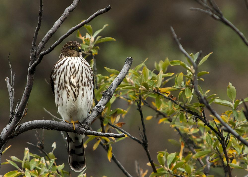 Sharp-shinned hawk perched on a branch