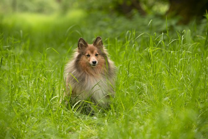 Cute shetland sheepdog sitting outdoors between high green grass