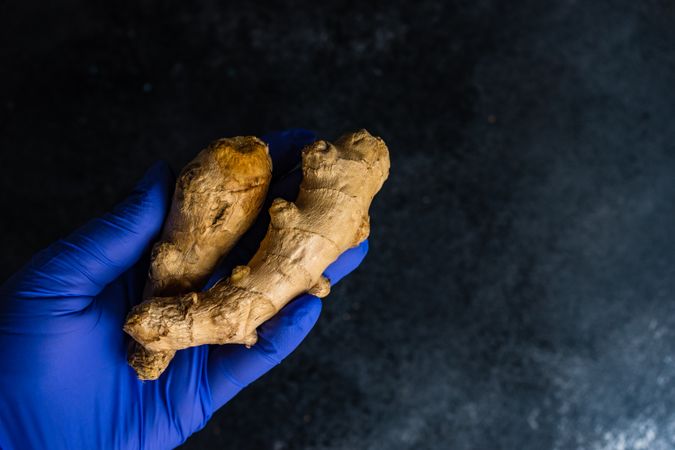 Top view of hands wearing purple latex gloves holding ginger root