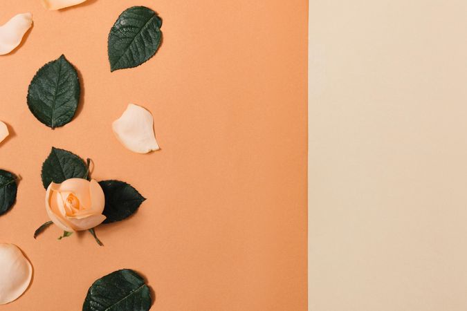 Peach flowers and leaves on beige and orange paper background