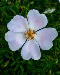 Six-petal blossom