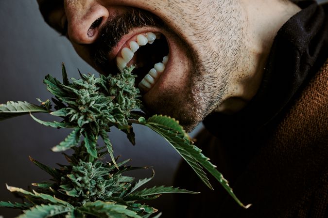 Detail shot of a young man smelling, smoking and biting a marijuana plant with gray background.
