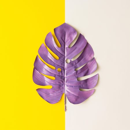 Purple painted tropical leaf on bright background